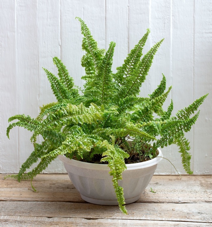 Gợi ý 15 loại cây cảnh bạn nên trồng để vừa làm đẹp nhà vừa tốt cho sức khỏe-13