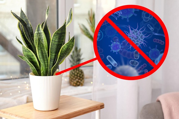 Top 8 loại cây cảnh được hội chị em nghiện nhà săn lùng vì vừa đẹp, rẻ lại tốt cho sức khỏe-18