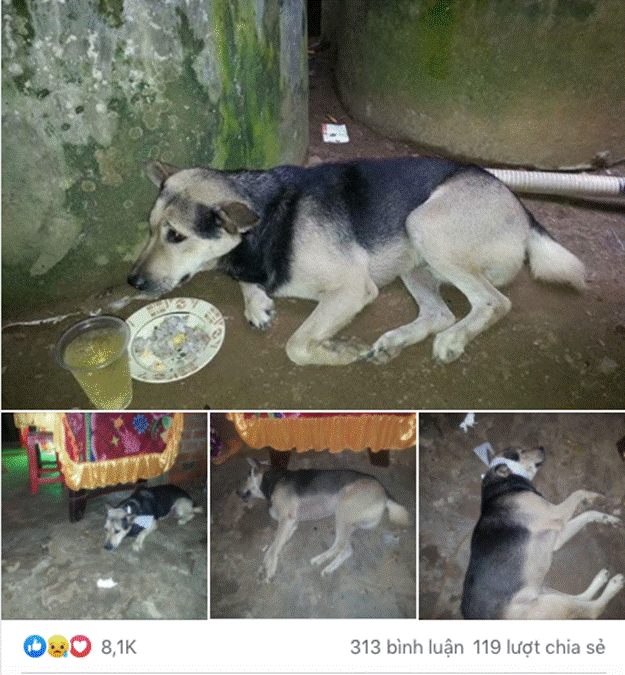 Xôn xao hình ảnh chú chó bỏ ăn, nằm phục trông coi linh cữu rồi mất ngay sau tang lễ của chủ-1