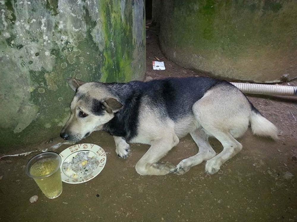 Xôn xao hình ảnh chú chó bỏ ăn, nằm phục trông coi linh cữu rồi mất ngay sau tang lễ của chủ-2