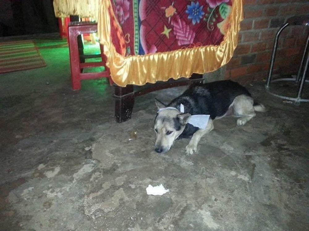 Xôn xao hình ảnh chú chó bỏ ăn, nằm phục trông coi linh cữu rồi mất ngay sau tang lễ của chủ-3