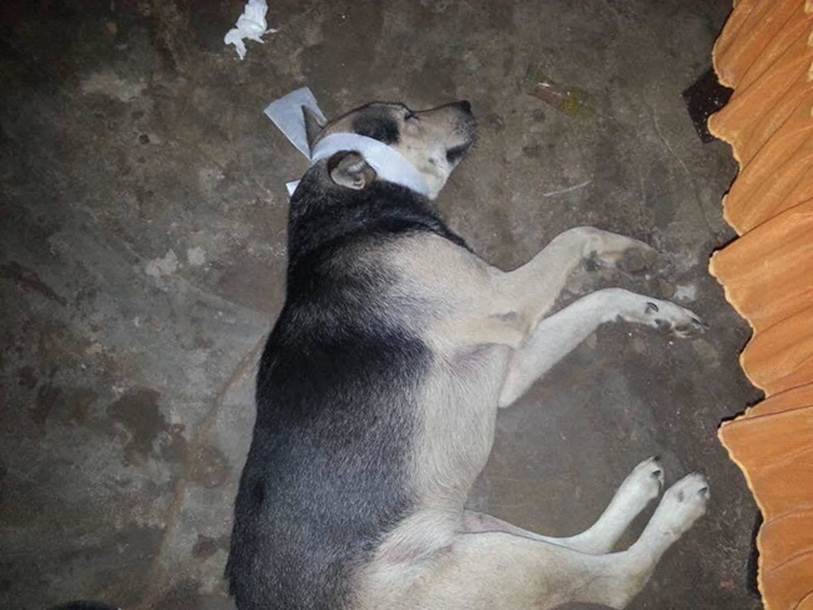 Xôn xao hình ảnh chú chó bỏ ăn, nằm phục trông coi linh cữu rồi mất ngay sau tang lễ của chủ-4