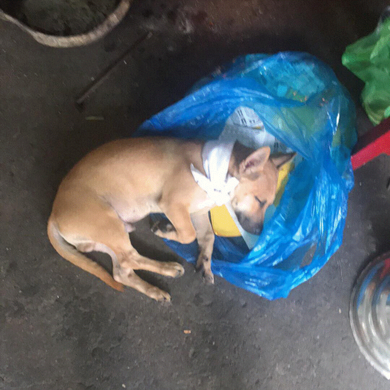 Xôn xao hình ảnh chú chó bỏ ăn, nằm phục trông coi linh cữu rồi mất ngay sau tang lễ của chủ-7