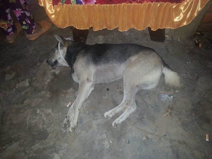 Xôn xao hình ảnh chú chó bỏ ăn, nằm phục trông coi linh cữu rồi mất ngay sau tang lễ của chủ-5