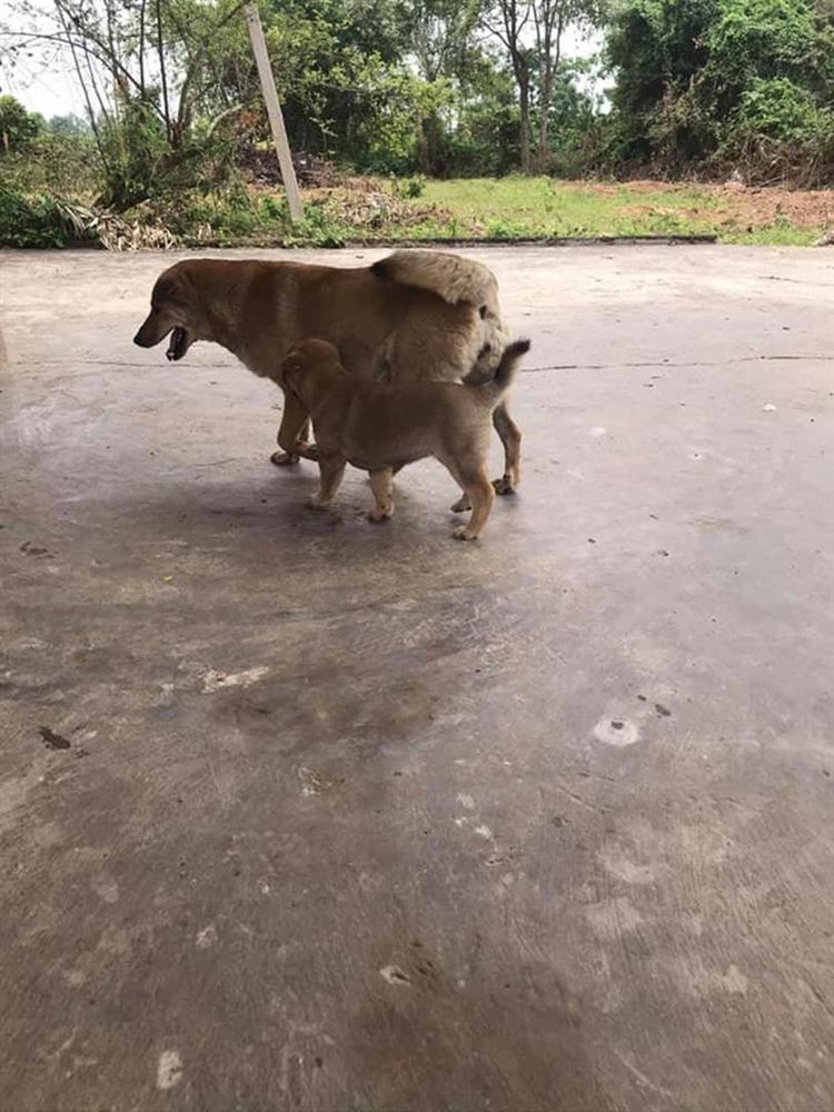 Xôn xao hình ảnh chú chó bỏ ăn, nằm phục trông coi linh cữu rồi mất ngay sau tang lễ của chủ-6