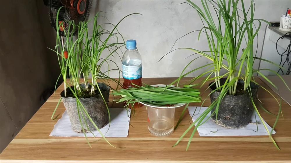 Mách chị em cách trồng 5 loại cây gia vị đặc trưng trong bữa ăn người Việt-5