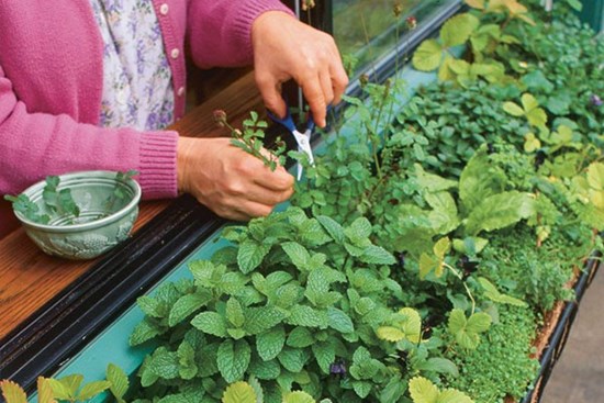 Mách chị em cách trồng 5 loại cây gia vị đặc trưng trong bữa ăn người Việt