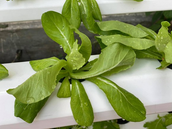 Khám phá vườn rau sạch của vợ chồng đạo diễn của các Hoa hậu Hoàng Nhật Nam-9