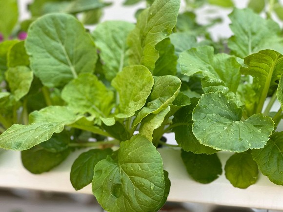 Khám phá vườn rau sạch của vợ chồng đạo diễn của các Hoa hậu Hoàng Nhật Nam-14