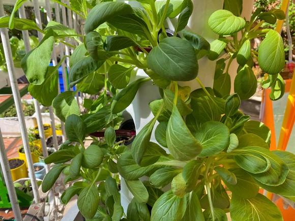 Khám phá vườn rau sạch của vợ chồng đạo diễn của các Hoa hậu Hoàng Nhật Nam-16