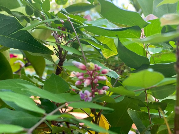 Khám phá vườn rau sạch của vợ chồng đạo diễn của các Hoa hậu Hoàng Nhật Nam-18