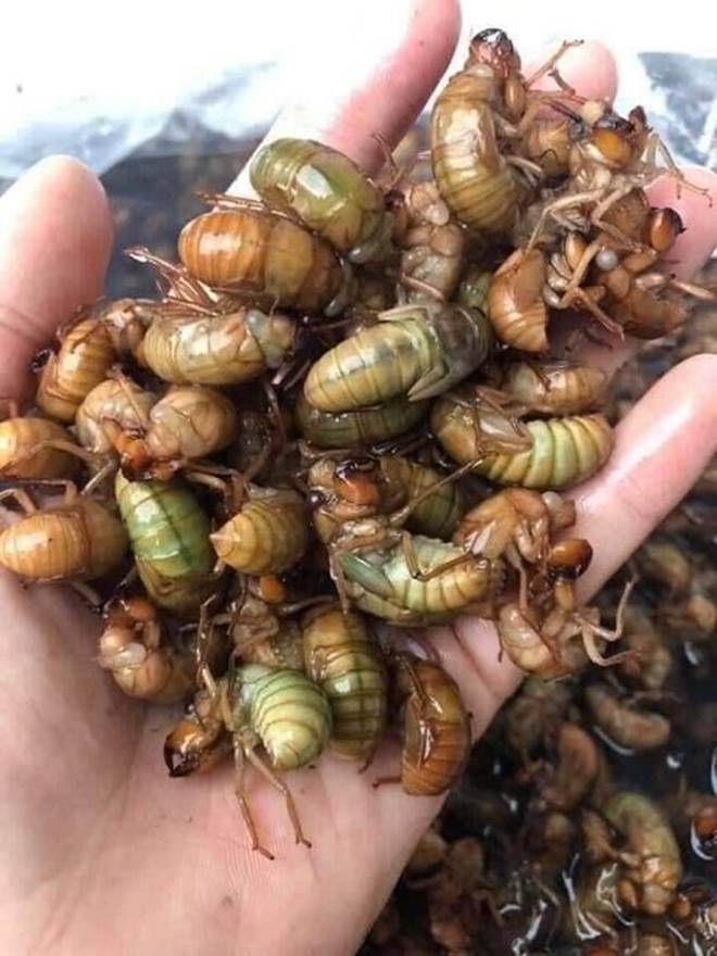 Vác đèn đi săn đặc sản mùa hè, mỗi đêm kiếm cả triệu đồng-2