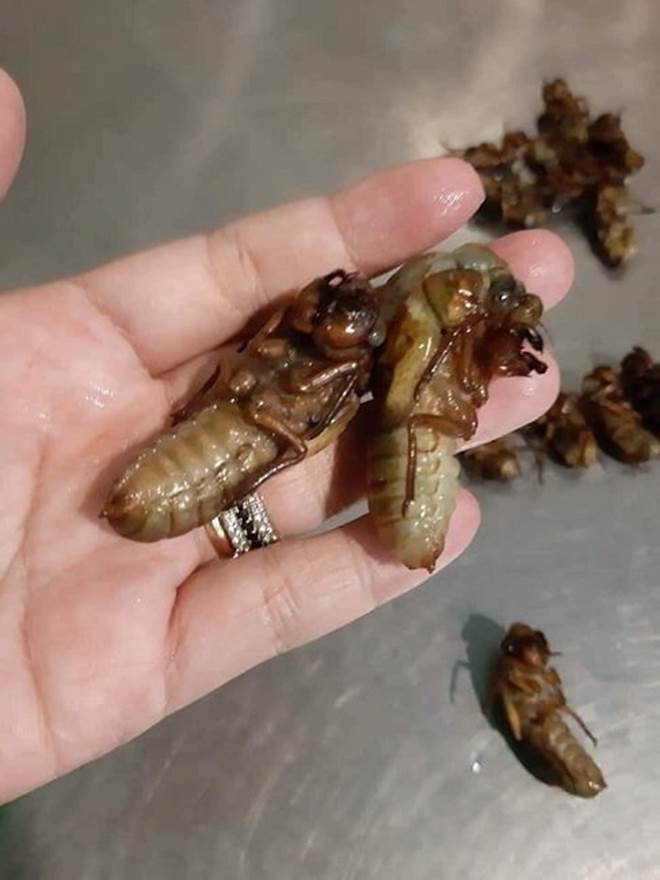 Vác đèn đi săn đặc sản mùa hè, mỗi đêm kiếm cả triệu đồng-3