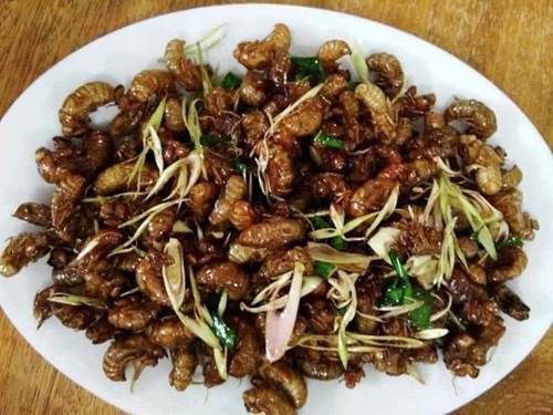 Vác đèn đi săn đặc sản mùa hè, mỗi đêm kiếm cả triệu đồng-4