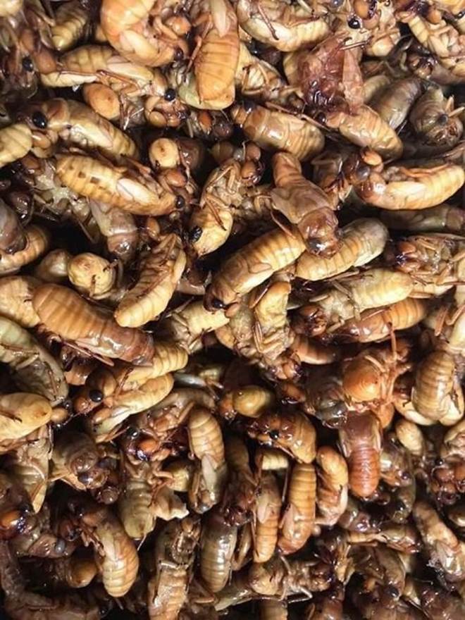 Vác đèn đi săn đặc sản mùa hè, mỗi đêm kiếm cả triệu đồng-5