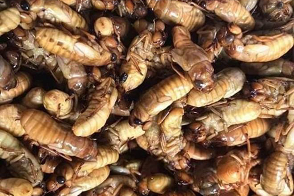 Ốc thuốc rừng sâu, nhà giàu ăn sang cũng chẳng biết tới-5