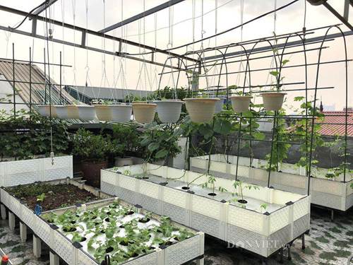 Ngất ngây với khu vườn xanh mướt, lúc lỉu trái ngon trên sân thượng của mẹ đảm Hà thành-2