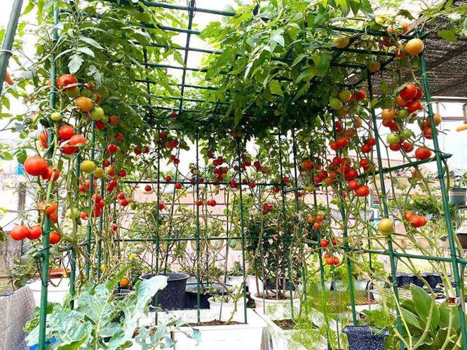 Ngất ngây với khu vườn xanh mướt, lúc lỉu trái ngon trên sân thượng của mẹ đảm Hà thành-6