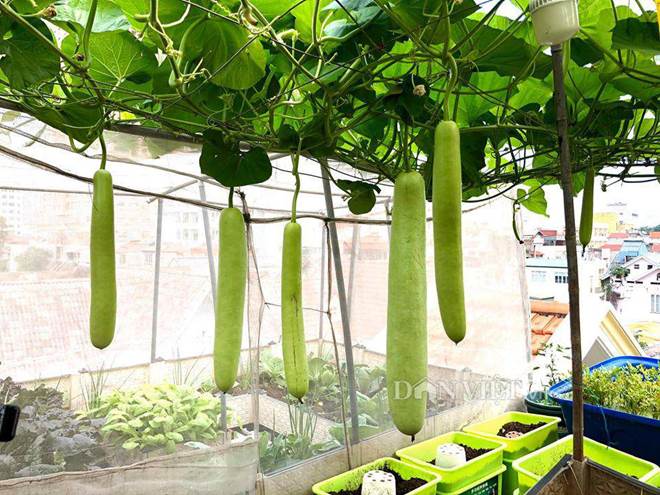 Ngất ngây với khu vườn xanh mướt, lúc lỉu trái ngon trên sân thượng của mẹ đảm Hà thành-8