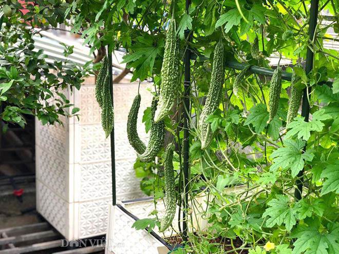 Ngất ngây với khu vườn xanh mướt, lúc lỉu trái ngon trên sân thượng của mẹ đảm Hà thành-11