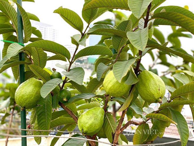 Ngất ngây với khu vườn xanh mướt, lúc lỉu trái ngon trên sân thượng của mẹ đảm Hà thành-13