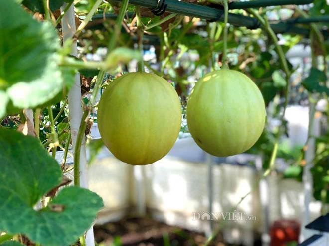 Ngất ngây với khu vườn xanh mướt, lúc lỉu trái ngon trên sân thượng của mẹ đảm Hà thành-15