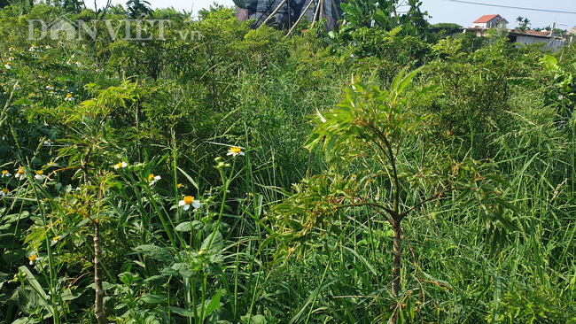 Nam Định: Đinh lăng giá rẻ như cho, từ cây làm giàu thành cây chết dở-2