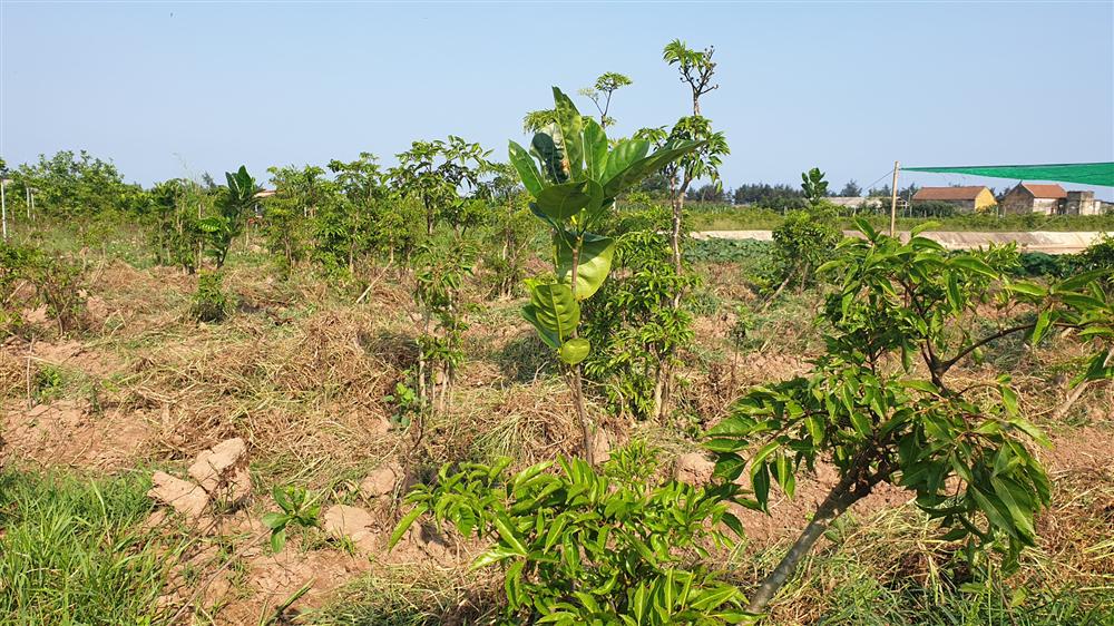 Nam Định: Đinh lăng giá rẻ như cho, từ cây làm giàu thành cây chết dở-4