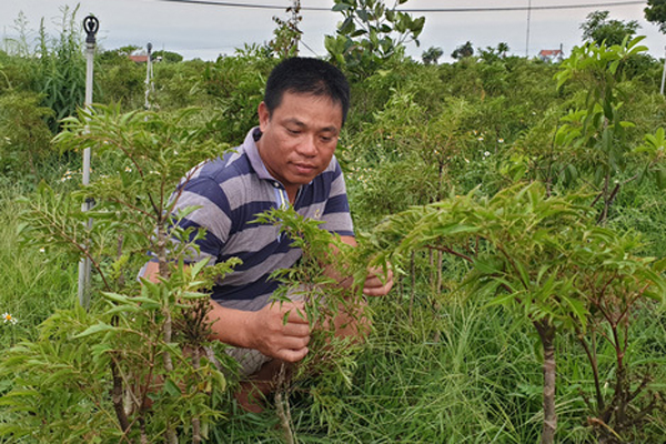 Uống nước lá đinh lăng tươi có tác dụng gì?-2