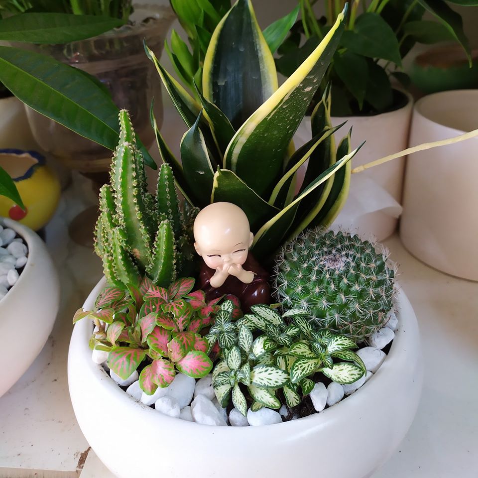 Top 8 loại cây cảnh được hội chị em nghiện nhà săn lùng vì vừa đẹp, rẻ lại tốt cho sức khỏe-3