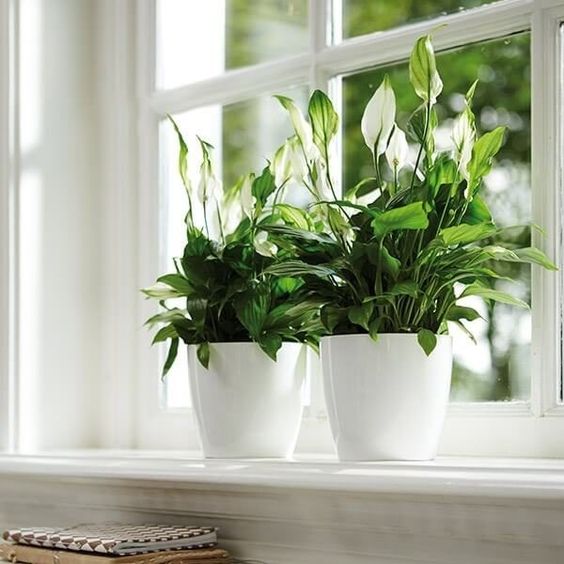 Top 8 loại cây cảnh được hội chị em nghiện nhà săn lùng vì vừa đẹp, rẻ lại tốt cho sức khỏe-6