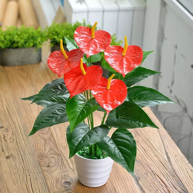 Top 8 loại cây cảnh được hội chị em nghiện nhà săn lùng vì vừa đẹp, rẻ lại tốt cho sức khỏe-7