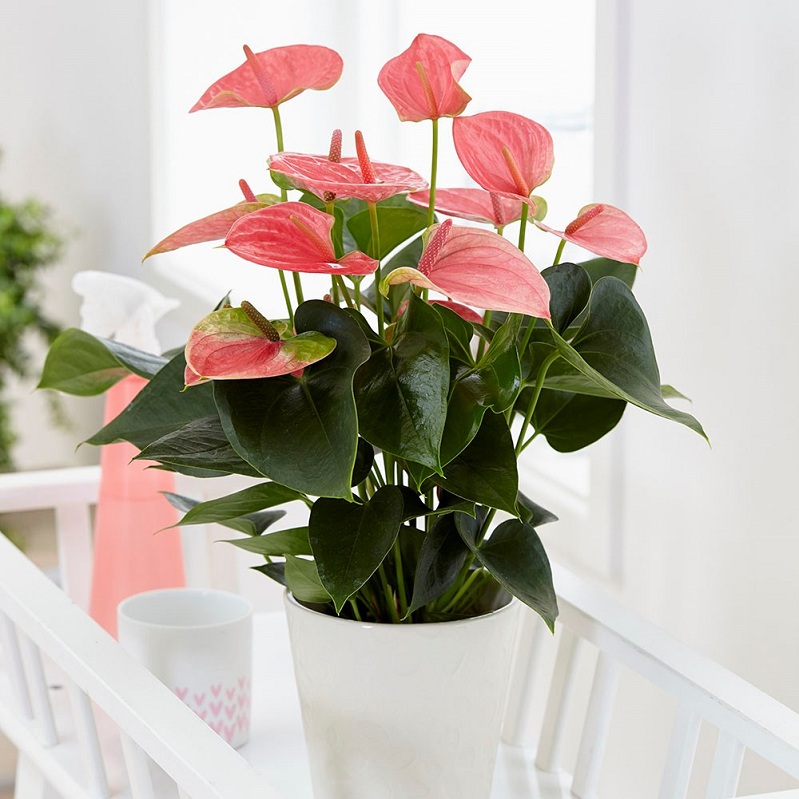 Top 8 loại cây cảnh được hội chị em nghiện nhà săn lùng vì vừa đẹp, rẻ lại tốt cho sức khỏe-8