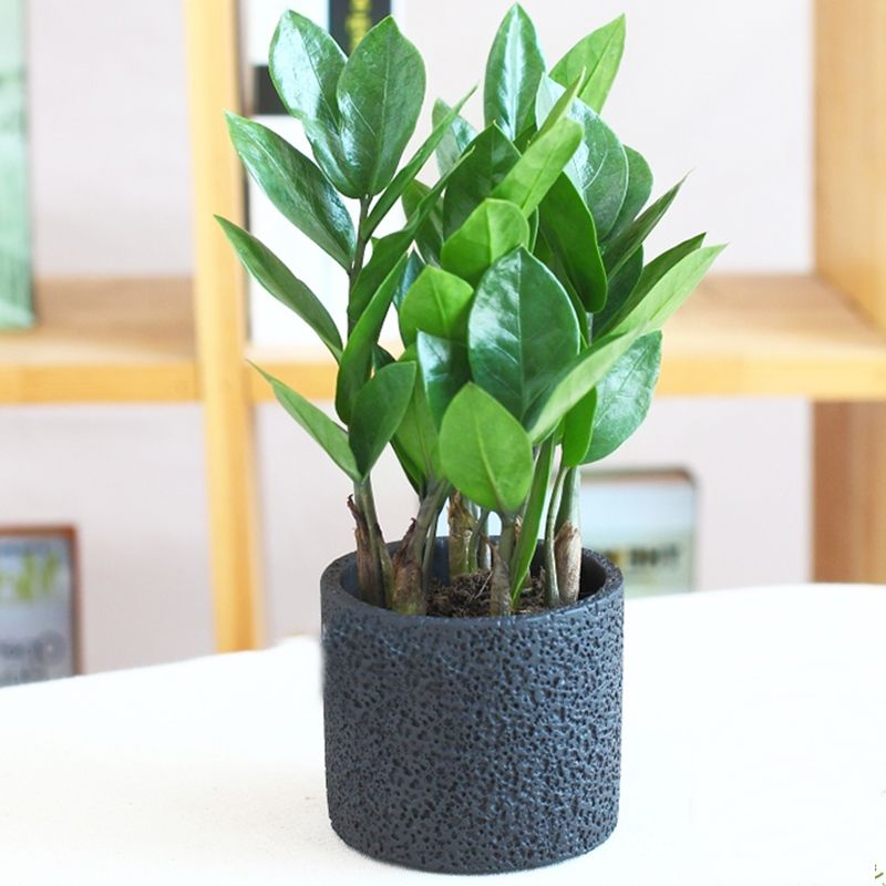 Top 8 loại cây cảnh được hội chị em nghiện nhà săn lùng vì vừa đẹp, rẻ lại tốt cho sức khỏe-10