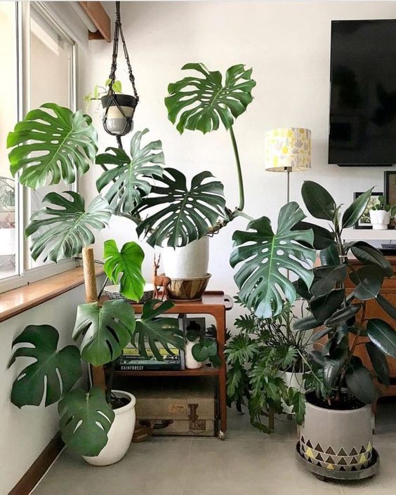 Top 8 loại cây cảnh được hội chị em nghiện nhà săn lùng vì vừa đẹp, rẻ lại tốt cho sức khỏe-12