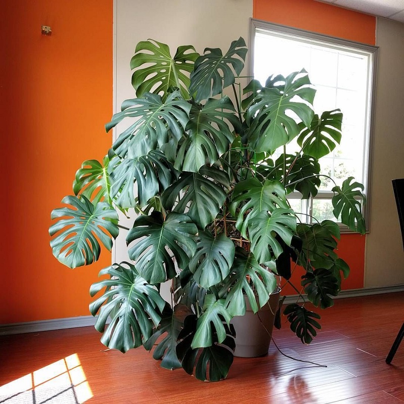 Top 8 loại cây cảnh được hội chị em nghiện nhà săn lùng vì vừa đẹp, rẻ lại tốt cho sức khỏe-13