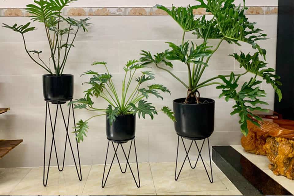 Top 8 loại cây cảnh được hội chị em nghiện nhà săn lùng vì vừa đẹp, rẻ lại tốt cho sức khỏe-14