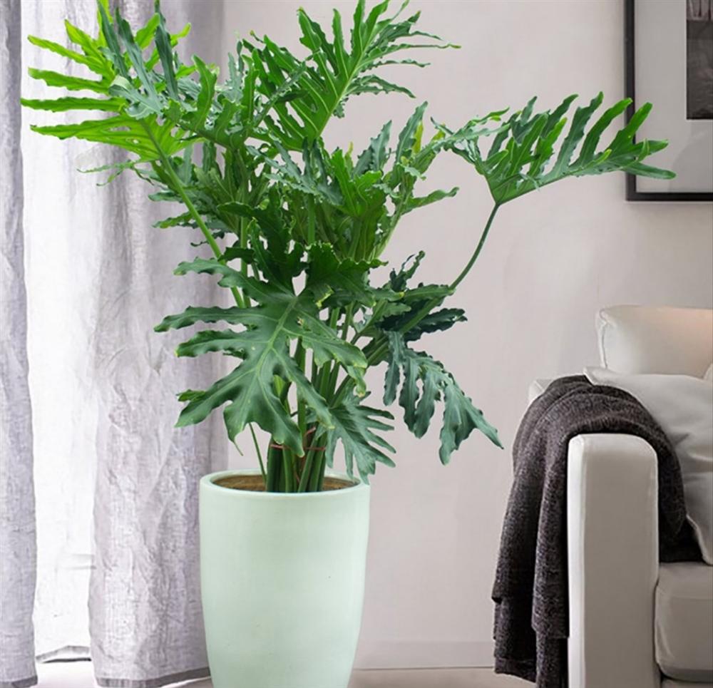 Top 8 loại cây cảnh được hội chị em nghiện nhà săn lùng vì vừa đẹp, rẻ lại tốt cho sức khỏe-15