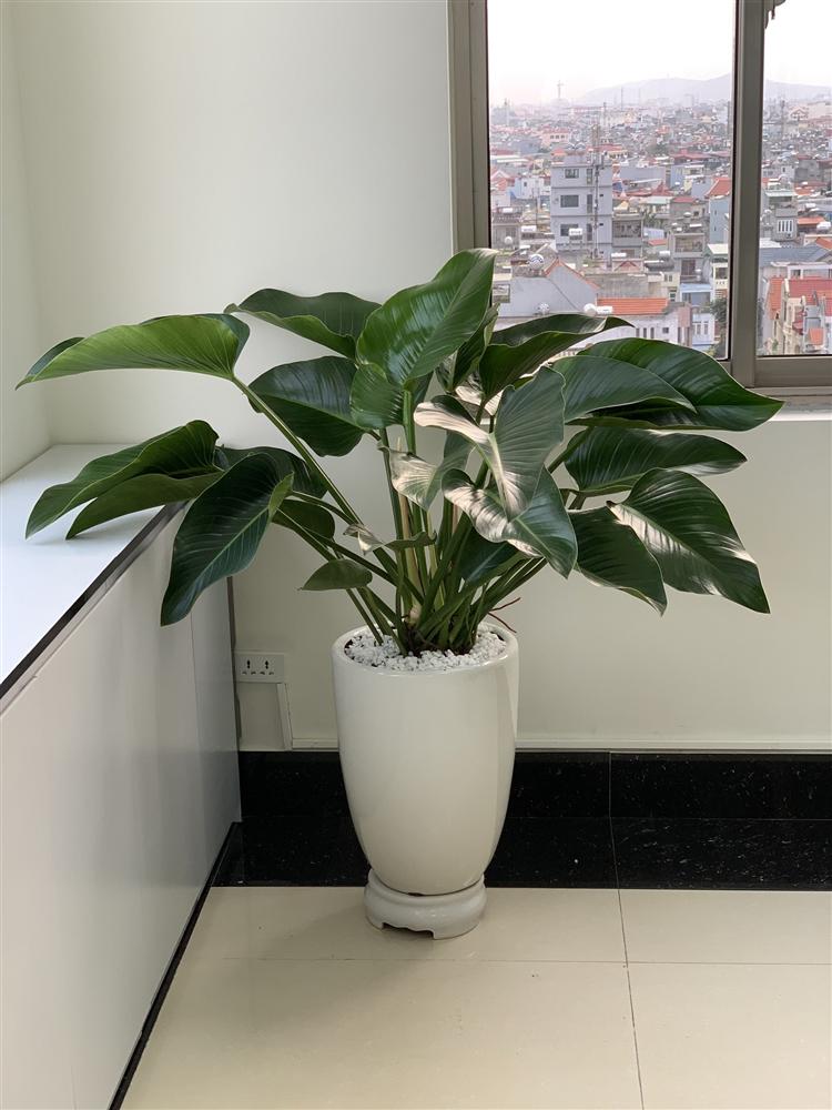 Top 8 loại cây cảnh được hội chị em nghiện nhà săn lùng vì vừa đẹp, rẻ lại tốt cho sức khỏe-16