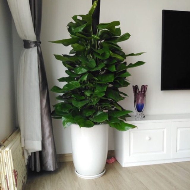 Top 8 loại cây cảnh được hội chị em nghiện nhà săn lùng vì vừa đẹp, rẻ lại tốt cho sức khỏe-17