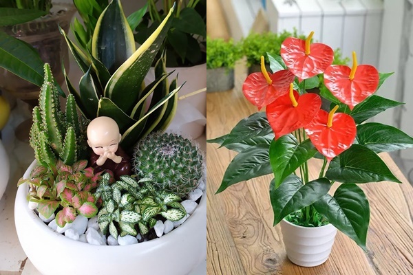 Khám phá xu hướng trồng cây mọng nước trang trí nhà thêm đẹp-13