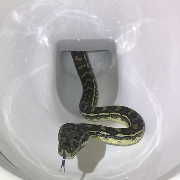 Giữa đêm đi vệ sinh nhưng không thể xả nước, người phụ nữ tá hỏa khi phát hiện sự thật-1