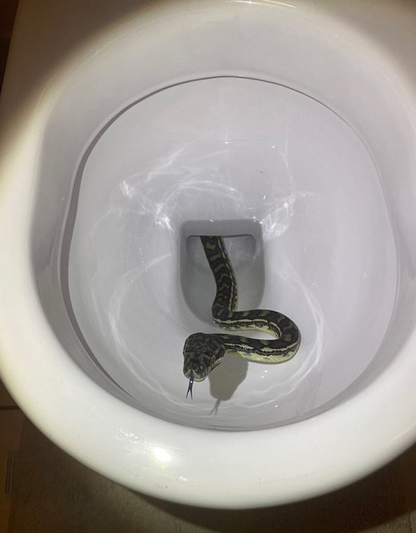 Giữa đêm đi vệ sinh nhưng không thể xả nước, người phụ nữ tá hỏa khi phát hiện sự thật-2