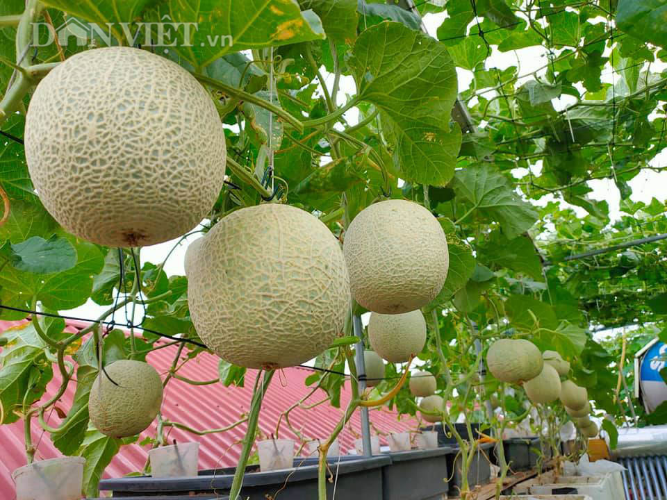 Vườn dưa lưới ở Hà Nội, chỉ 30m2 sân thượng mà mỗi năm thu 3 tạ dưa-3