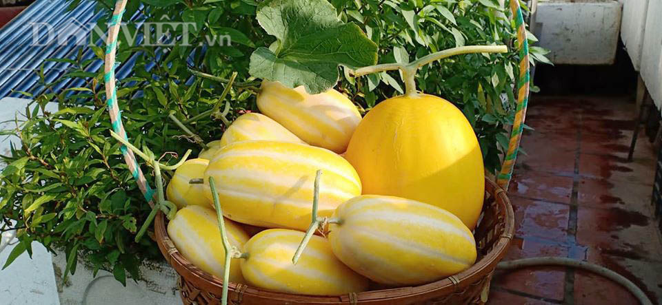 Vườn dưa lưới ở Hà Nội, chỉ 30m2 sân thượng mà mỗi năm thu 3 tạ dưa-5