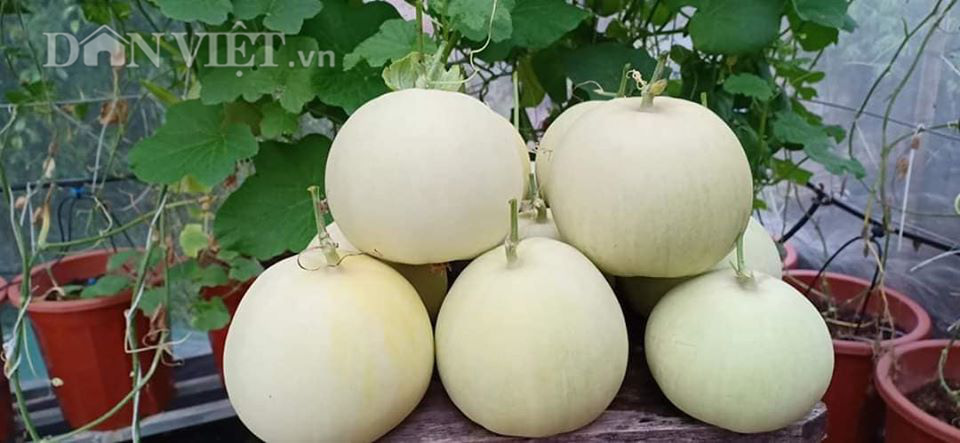 Vườn dưa lưới ở Hà Nội, chỉ 30m2 sân thượng mà mỗi năm thu 3 tạ dưa-9