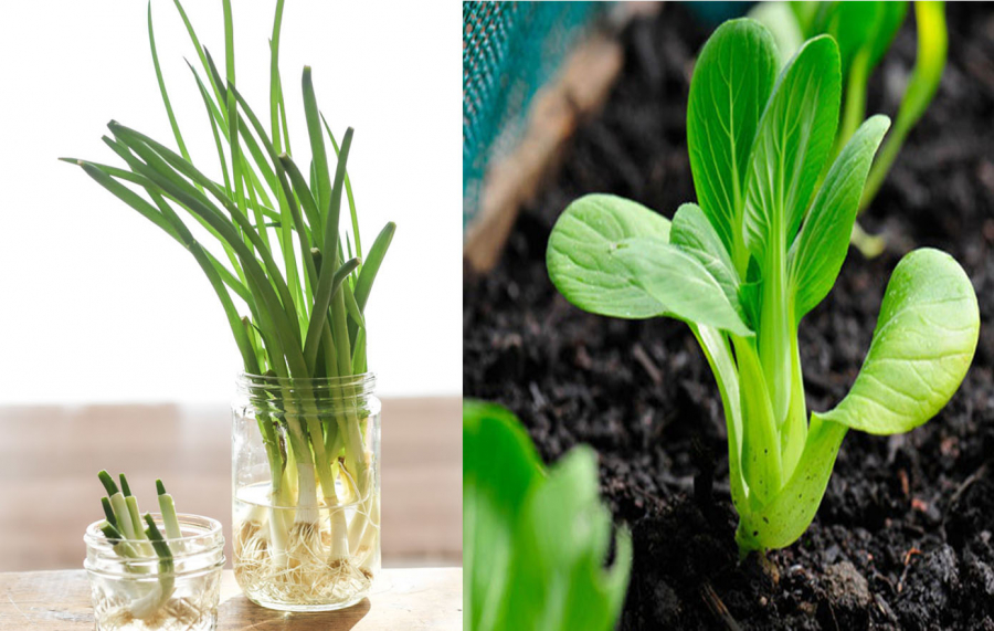 Rau củ thừa chớ vội vứt đi, đem ngâm vào nước chẳng mấy chốc có rau sạch tha hồ dùng-1