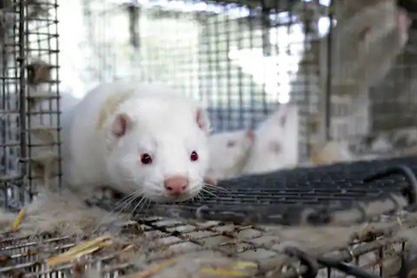 Hà Lan: Phát hiện nhân viên trang trại lây COVID-19 từ chồn-1