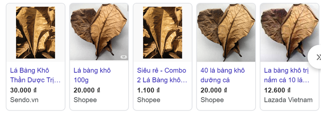 Chuyện thật như đùa, lá bàng khô được rao bán rầm rộ, giá 1.000 đồng/lá-2