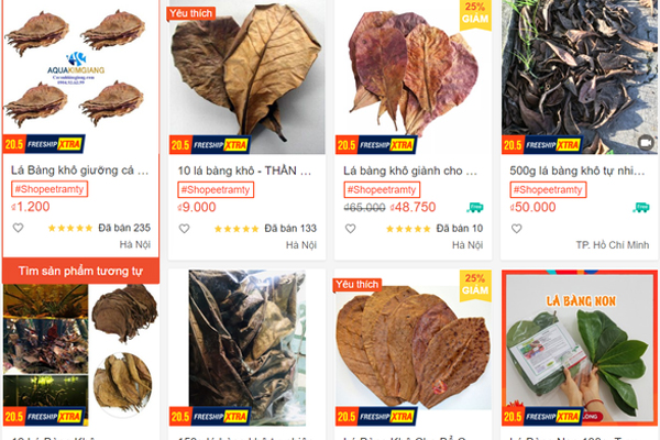 Đồ bỏ đi của cây thông trở thành hàng hiếm, có tiền khó mua được-3